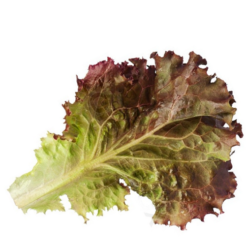 salatpng_b salatpng_b